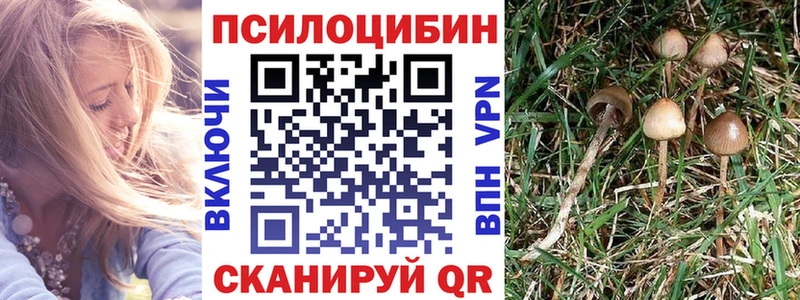 Галлюциногенные грибы Psilocybine cubensis  Ветлуга 